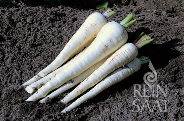 Paštrnák Schleswiger Schnee BIO cca. 5 g semien